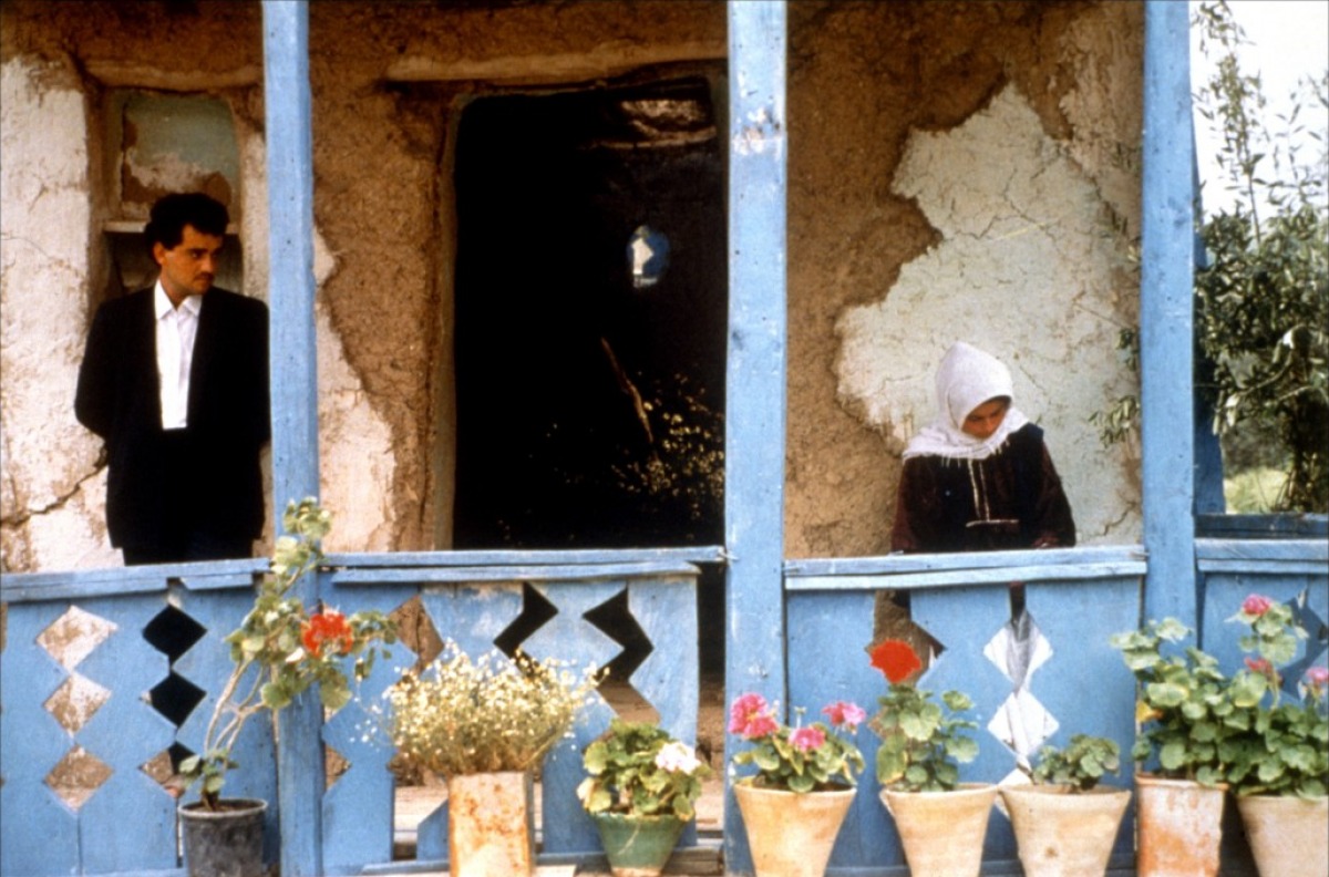 a-través-de-los-olivos